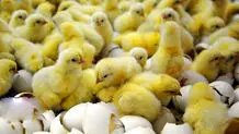 کاهش عرضه مرغ در بازار و معضل گران‌فروشی 