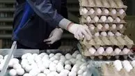 قیمت هرشانه تخم مرغ ۳۰ عددی ۵۵ تا ۶۰ هزار تومان در بازار