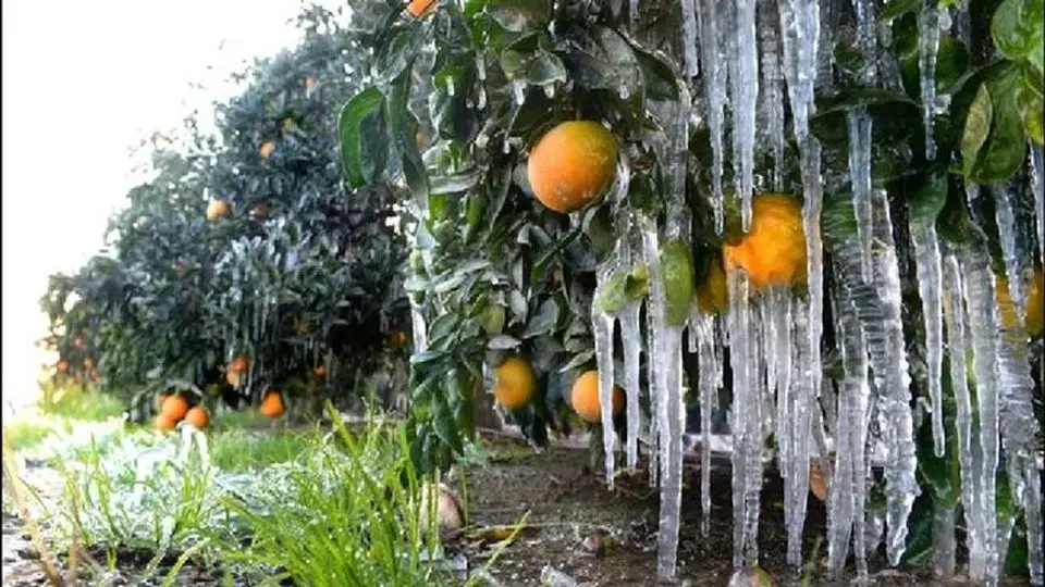 خطر یخ‌زدگی محصولات کشاورزی در 3 استان