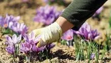 علت گرانی زعفران در بازار چیست؟