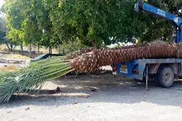 برگشت محموله های نخل از ایران به قطر