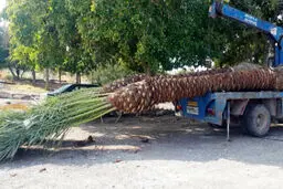 برگشت محموله های نخل از ایران به قطر