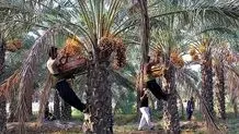 حضور تاجران پاکستانی در ایران برای صادرات خرما به بازار جهانی