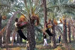 حضور تاجران پاکستانی در ایران برای صادرات خرما به بازار جهانی