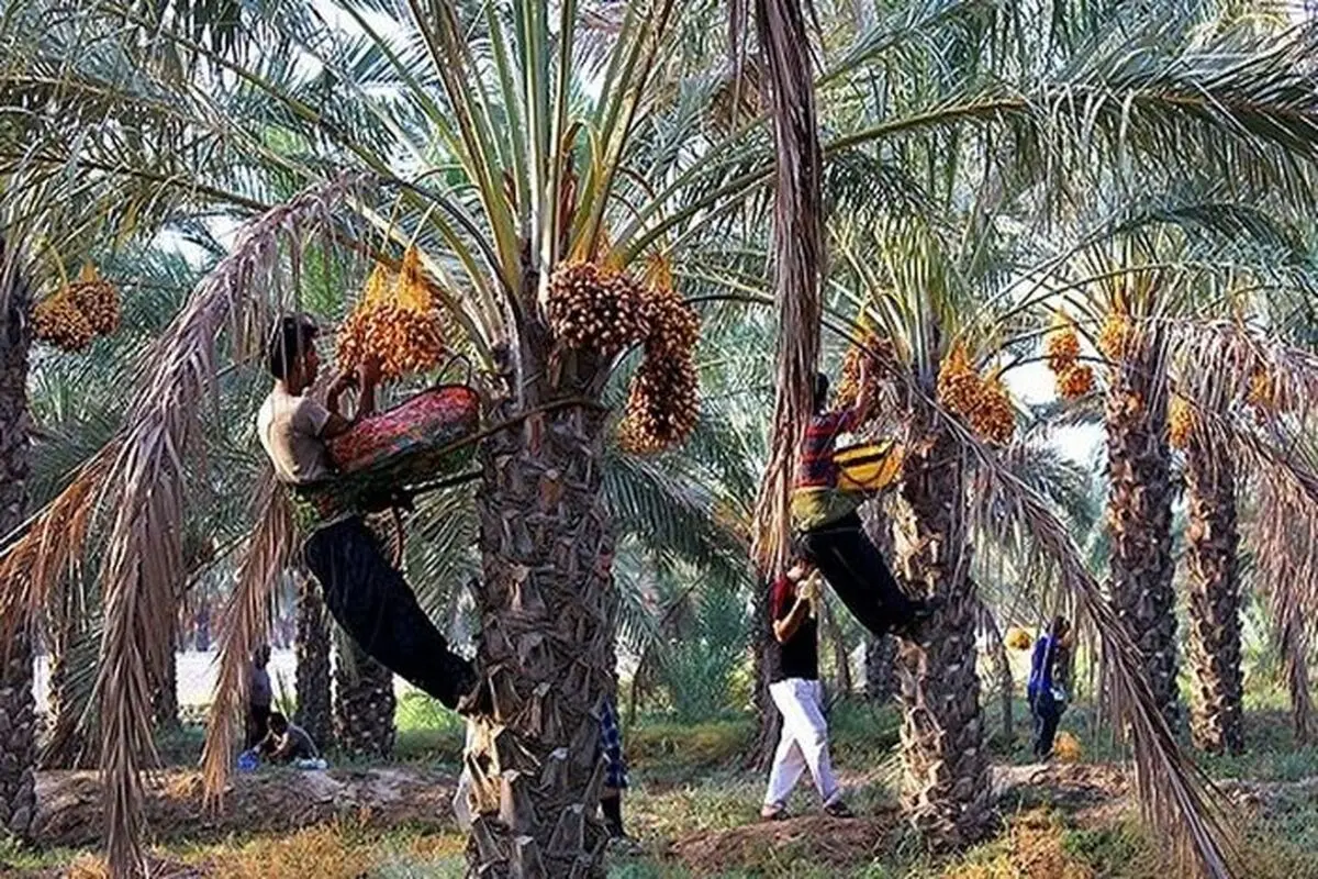 حضور تاجران پاکستانی در ایران برای صادرات خرما به بازار جهانی