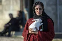 اکران «تی‌تی» به تعویق افتاد