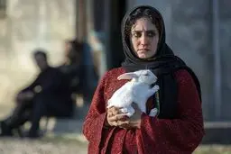 اکران «تی‌تی» به تعویق افتاد