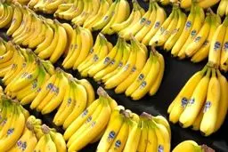 واردات موز آلوده به کشور تکذیب شد