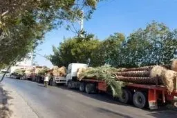 قاچاق و صادرات نخل خرما به دلیل نزدیکی جام جهانی