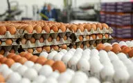 توزیع هوشمند مرغ منجمد و تخم‌مرغ توسط استارتاپ‌ها
