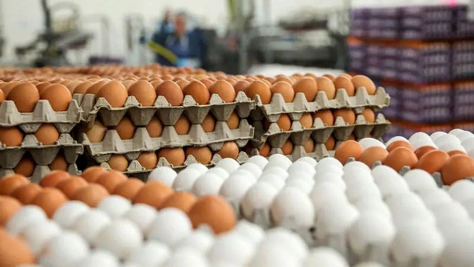 توزیع هوشمند مرغ منجمد و تخم‌مرغ توسط استارتاپ‌ها