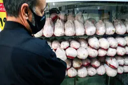 رفع نوسانات قیمت مرغ در تهران تا ۱۰ روز آینده