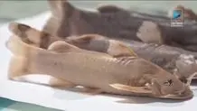 چرا گونه جدید ماهی به نام علی دایی نام‌گذاری شد؟