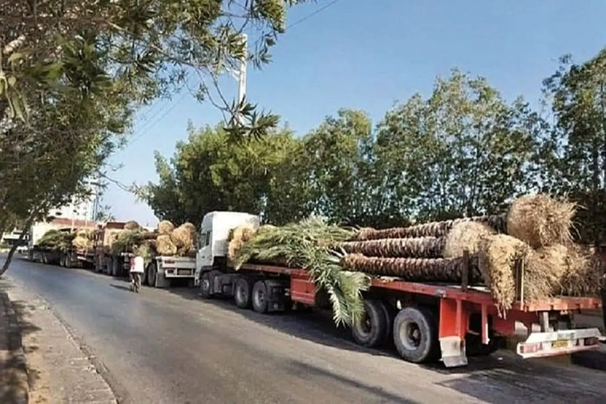 نخل‌های ایران عازم جام جهانی قطر؟