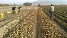 رنج‌نامه قطب سیب‌زمینی نصف جهان
