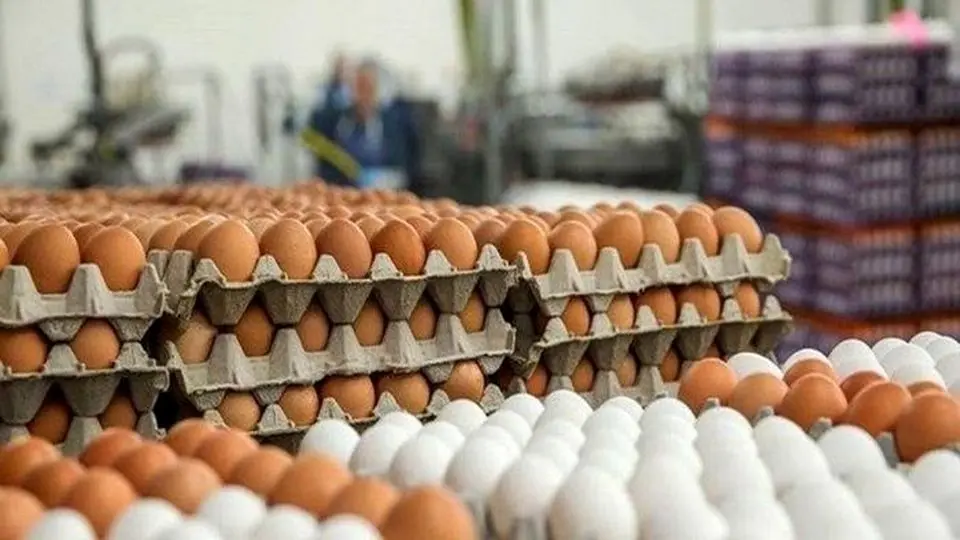 افزایش ۵۰ تا ۷۰ درصدی قیمت مرغ و تخم مرغ در سال آینده