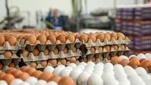 افزایش ۵۰ تا ۷۰ درصدی قیمت مرغ و تخم مرغ در سال آینده
