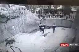 مادر بی‌رحم، دخترش را داخل قفس خرس انداخت