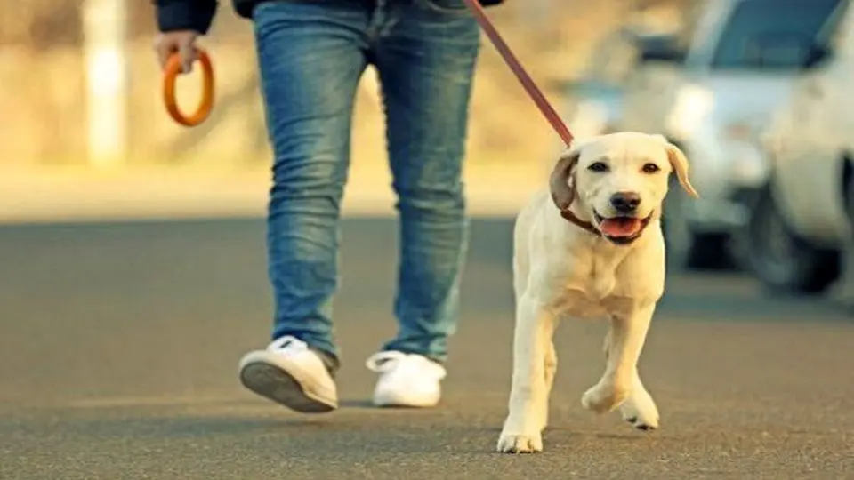 سگ گردانی در لاهیجان ممنوع شد