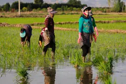 چرا تاجران دیگر به ایرانی‌ها برنج نمی‌دهند؟

