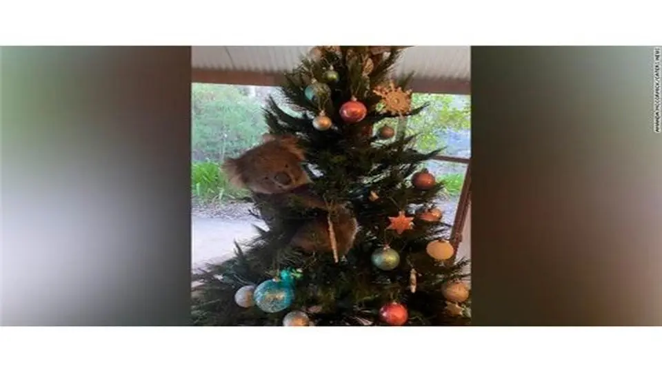 کوالای کنجکاو روی درخت کریسمس