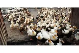 واگذاری تاکستانها به اردکها