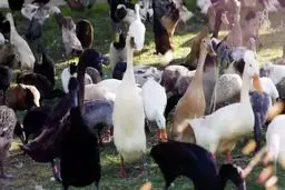 واگذاری تاکستان‌ها به اردک‌ها