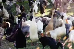 واگذاری تاکستان‌ها به اردک‌ها