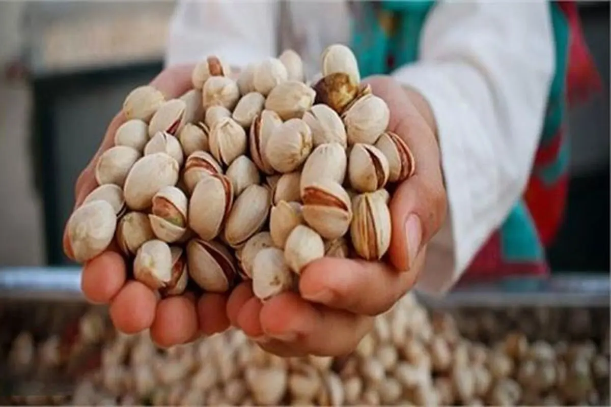 صادرات پسته ایران به اروپا ۲۹ درصد کاهش یافت

