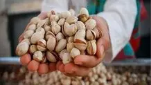 صادرات پسته ایران به اروپا ۲۹ درصد کاهش یافت

