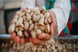 صادرات پسته ایران به اروپا ۲۹ درصد کاهش یافت

