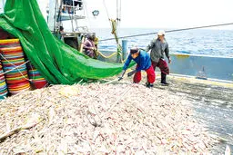 ترال‌داران منتظر دستور حمله به دریای عمان هستند