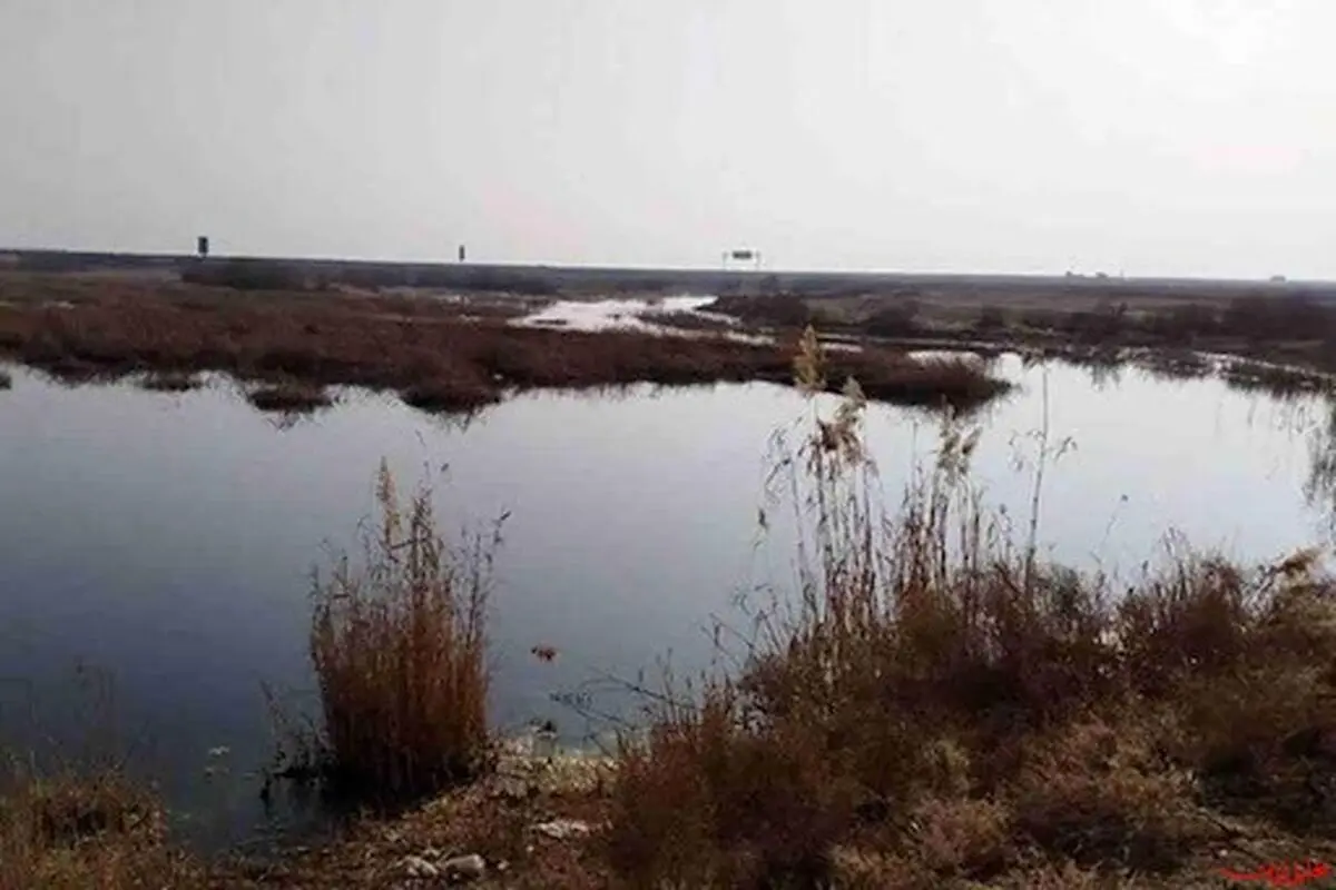 آرسنیک در تالاب بندعلیخان مشاهده نشد 
