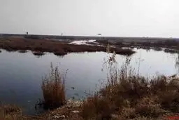 آرسنیک در تالاب بندعلیخان مشاهده نشد 