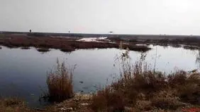 آرسنیک در تالاب بندعلیخان مشاهده نشد 
