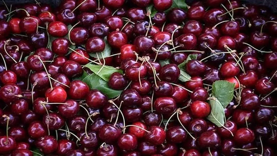 هر کیلو گیلاس یک میلیون/ عکس