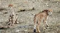 فقط ۵ سال برای حفظ نسل یوزپلنگ ایرانی فرصت داریم