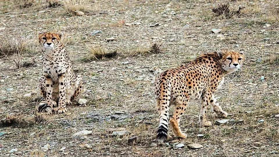 فقط ۵ سال برای حفظ نسل یوزپلنگ ایرانی فرصت داریم