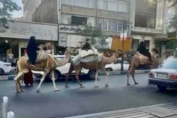 ۳ شتر در خیابان‌های تهران مشاهده شد + عکس