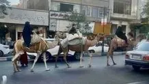 ۳ شتر در خیابان‌های تهران مشاهده شد + عکس