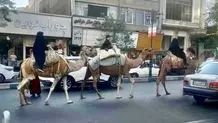 ۳ شتر در خیابان‌های تهران مشاهده شد + عکس