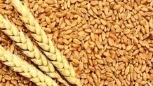 خبر مهم درباره قیمت گندم و پرداخت مطالبات کشاورزان و گندم‌کاران/ قیمت خرید تضمینی گندم افزایش می‌یابد؟