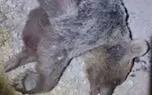 مرگ یک قلاده خرس به ضرب گلوله