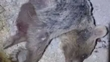 مرگ یک قلاده خرس به ضرب گلوله