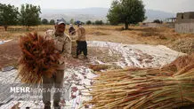تصاویر زیبا از جاروبافی در روستای ملاحسن
