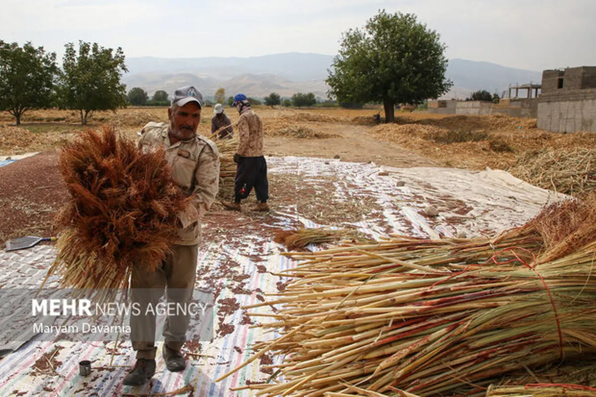 تصاویر زیبا از جاروبافی در روستای ملاحسن