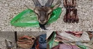 محیط بانان دهگلان هدف شکارچیان غیرمجازشدند