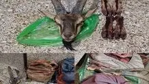 محیط بانان و جنگلبانان ضابط قضایی هستند 
