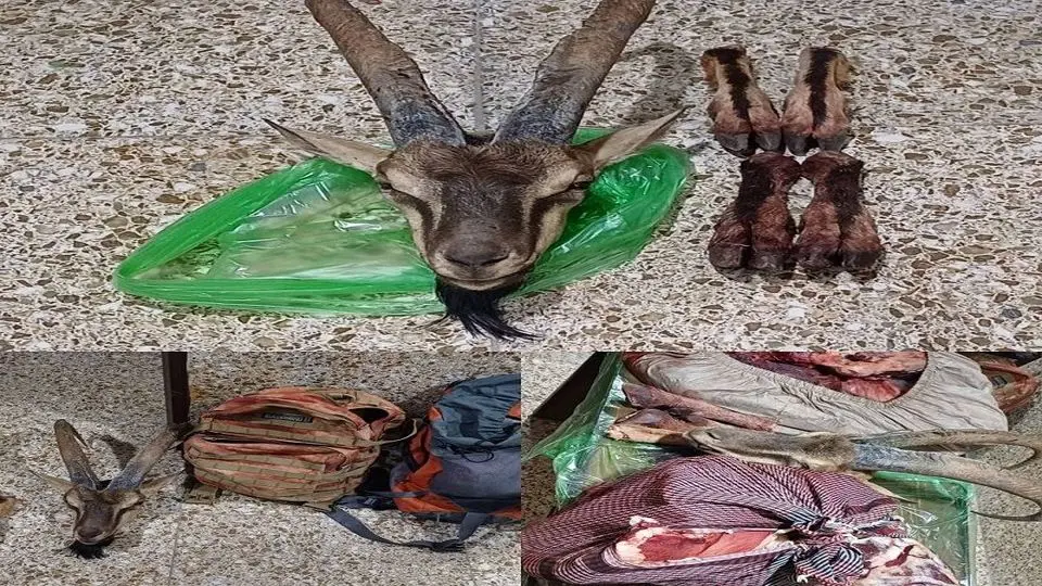 محیط بانان دهگلان هدف شکارچیان غیرمجازشدند