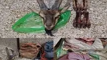 محیط بانان دهگلان هدف شکارچیان غیرمجازشدند